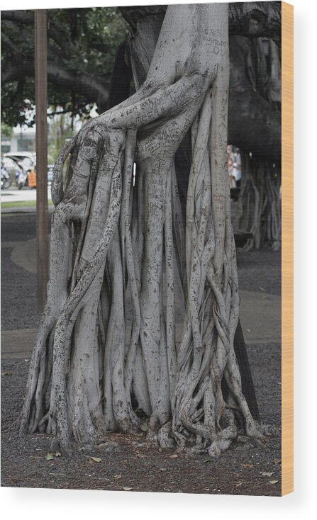  Wood Print featuring the photograph Banyan Tree, Maui by Kenneth Campbell
