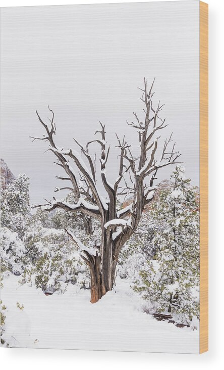 Sedona Wood Print featuring the photograph Bark and white by Laura Pratt