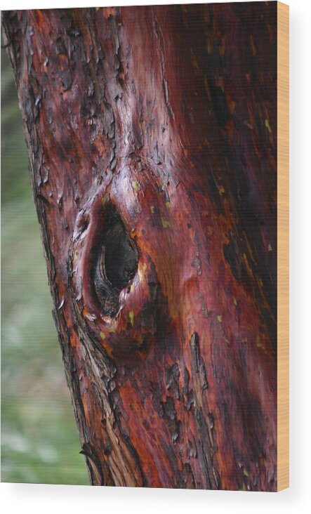 Tree Wood Print featuring the photograph Bark by Martina Fagan