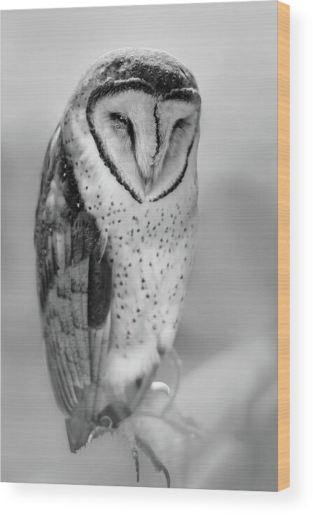 Nature Wood Print featuring the photograph Barn Owl II by Robert Mitchell