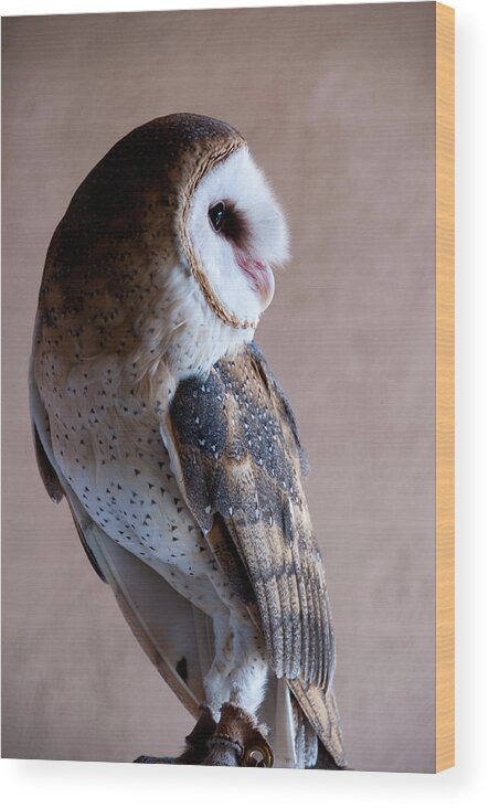 Arizona Wood Print featuring the photograph Barn Owl by Monte Stevens