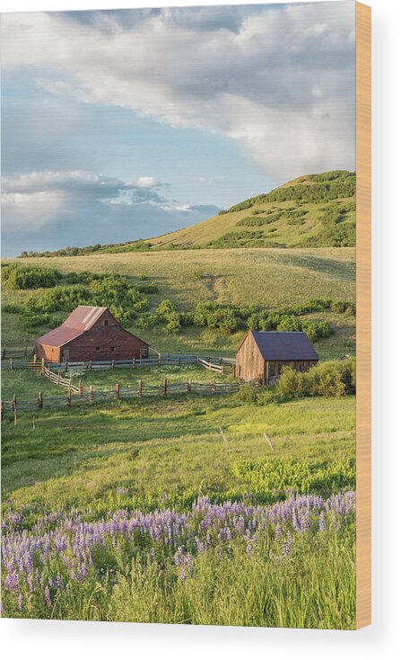 Barn Wood Print featuring the photograph Barns and Lupine by Denise Bush