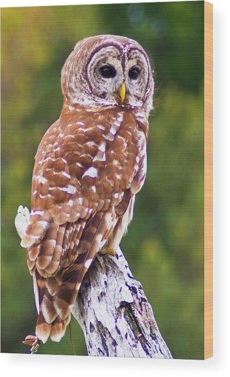 Barred Owl. Owl. Bird Wood Print featuring the photograph Barred Owl by Bill Barber