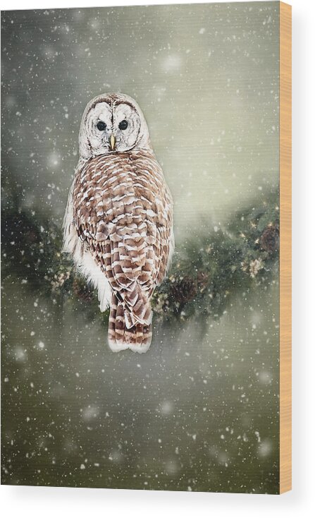 Barred Owl Print Wood Print featuring the photograph Barred Owl in the Snow by Gwen Gibson