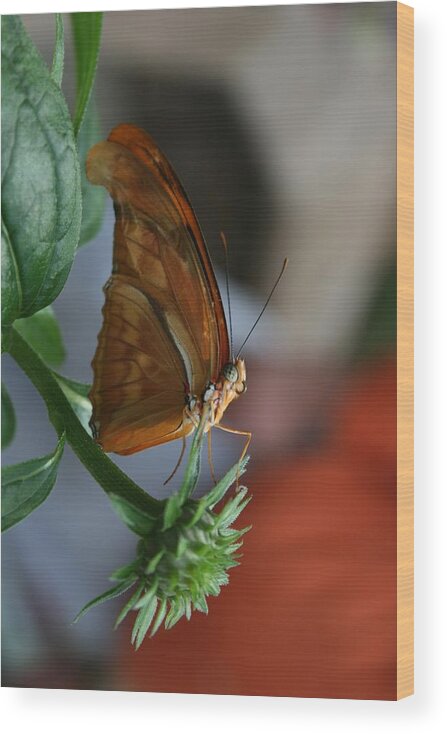 Butterfly Wood Print featuring the photograph Be Happy by Cathy Harper