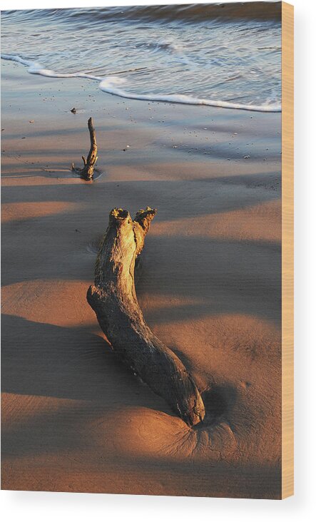Beach Wood Print featuring the photograph Beach Driftwood by Ted Keller