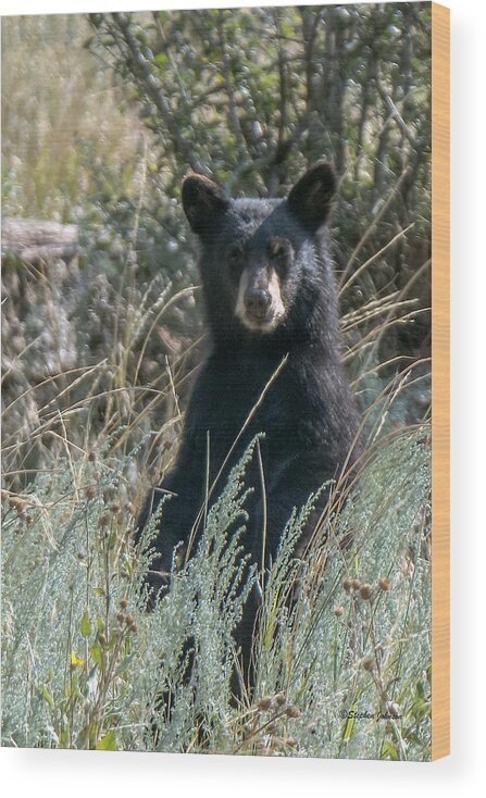 Black Bear Wood Print featuring the photograph Bear Cub At Waterton Canyon by Stephen Johnson