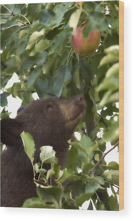 Black Bear Wood Print featuring the photograph Bear Cub in Apple Tree4 by Loni Collins