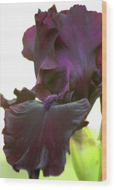 Flower Wood Print featuring the photograph Bearded Beauty by Deborah Crew-Johnson