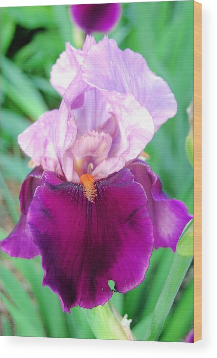 Iris Wood Print featuring the photograph Bearded Iris in Violet by Jame Hayes