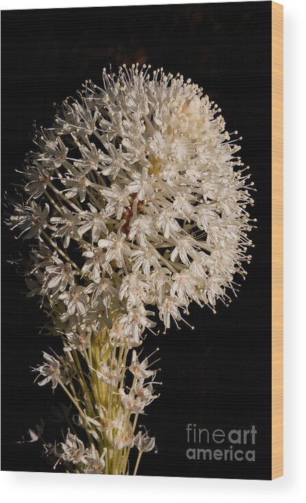 Beargrass Wood Print featuring the photograph Beargrass Torch by Katie LaSalle-Lowery