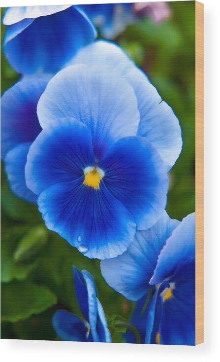 Spring Flowers Wood Print featuring the photograph Beautiful Blues by Az Jackson