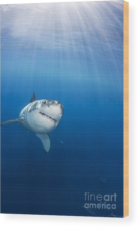 Animal Art Wood Print featuring the photograph Beautiful Great White by Dave Fleetham - Printscapes