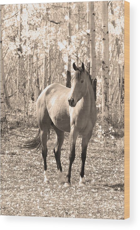 Horse Wood Print featuring the photograph Beautiful Horse In Sepia by James BO Insogna