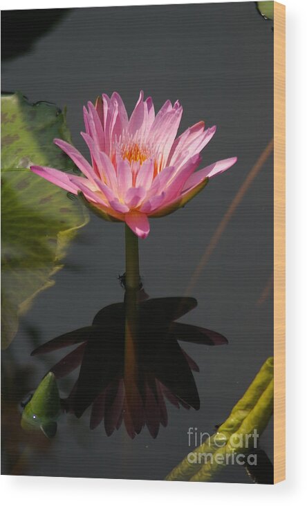 Beautiful Wood Print featuring the photograph Beautiful Purple Lotus Waterlily by Jackie Irwin
