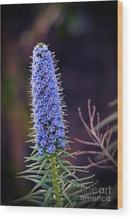 Jim Fitzpatrick Wood Print featuring the photograph Beauty Growing Upwards III by Jim Fitzpatrick