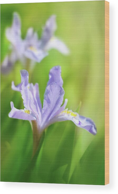 Dwarf Crested Iris Wood Print featuring the photograph Nature In Miniature by Iryna Goodall