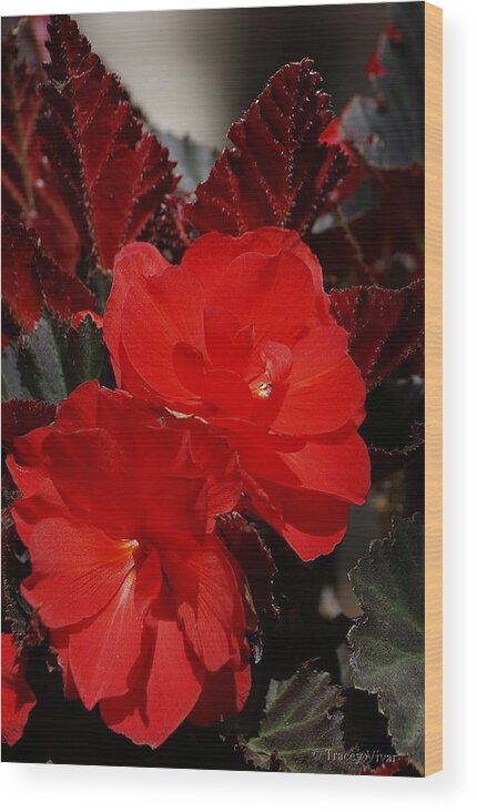 Begonias Wood Print featuring the photograph Begonia Duo by Tracey Vivar