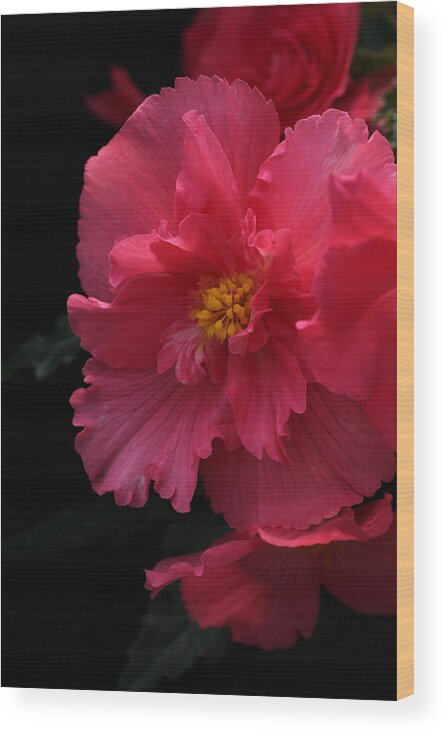 Flower Wood Print featuring the photograph Begonia by Tammy Pool