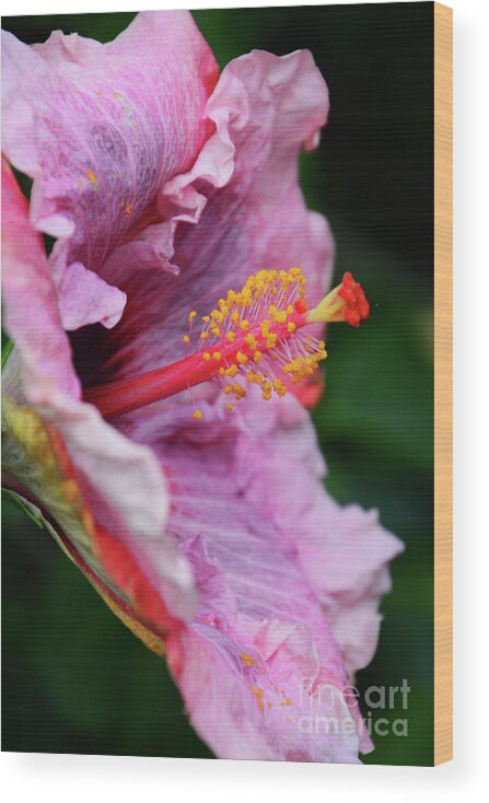 Florals Wood Print featuring the photograph Behold the Hibiscus by Cindy Manero