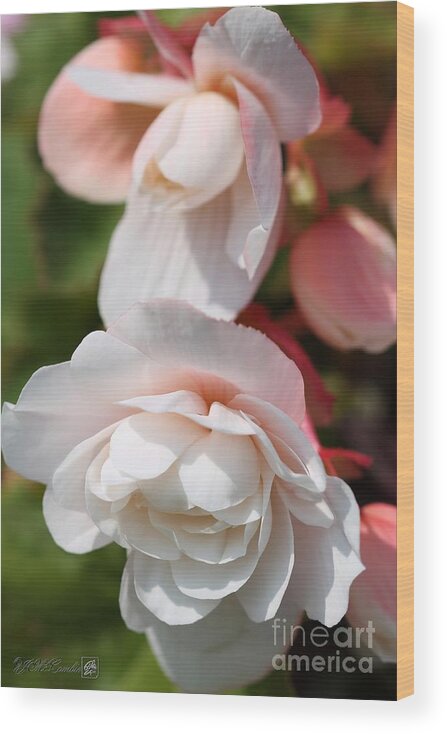 Mccombie Wood Print featuring the photograph Belgian Begonia named Angelique by J McCombie