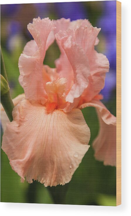 5dii Wood Print featuring the photograph Beverly Sills Iris, 2 by Mark Mille