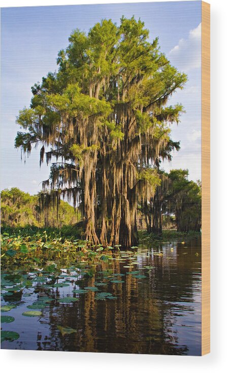 Bayou Wood Print featuring the photograph Big Cypress by Lana Trussell