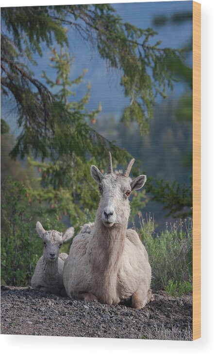 Mark Miller Photos Wood Print featuring the photograph Bighorn Sheep Family by Mark Miller