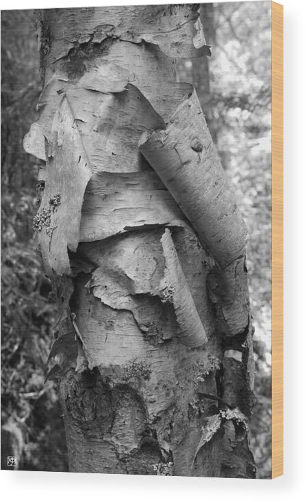 Birch Wood Print featuring the photograph Birch Bark by John Meader