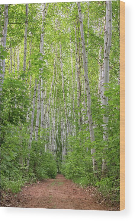 Birch Wood Print featuring the photograph Birch Path Spring #2 by White Mountain Images