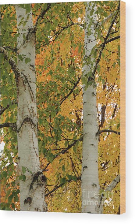 Tree Wood Print featuring the photograph Birch Tree by Ronald Grogan
