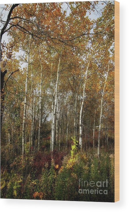 Birch Wood Print featuring the photograph Birch Trees by Jimmy Ostgard