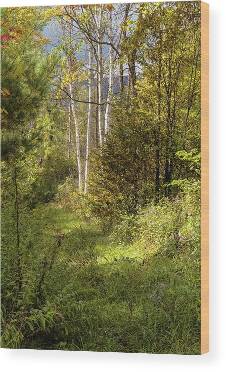 Autumn Birches Wood Print featuring the photograph Birches On An Autumn Path by Tom Singleton