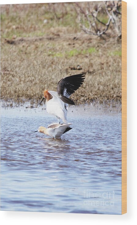 Birds Do It Wood Print featuring the photograph Birds Do It by Alyce Taylor