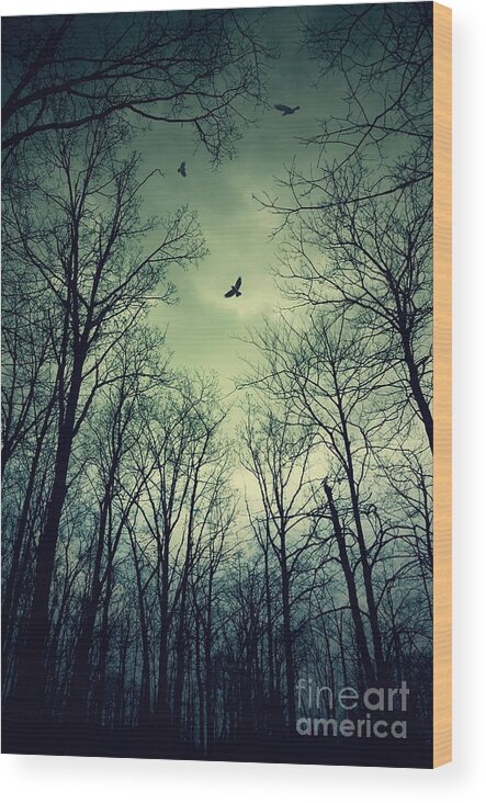 (bird Or Birds) Wood Print featuring the photograph Birds in the Woods by Debra Fedchin