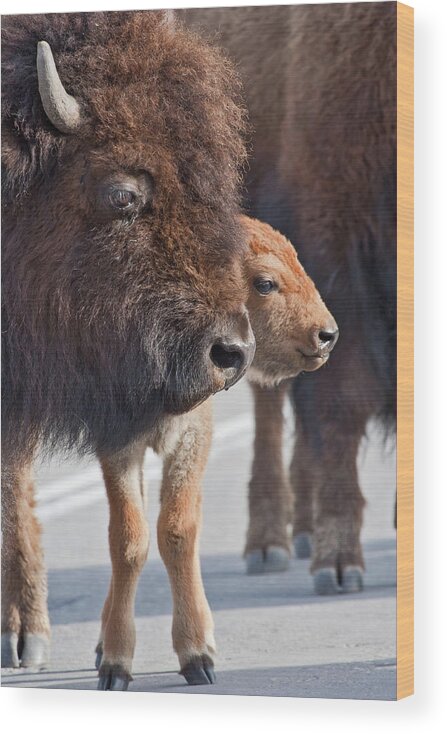 Buffalo Wood Print featuring the photograph Bison Family by Wesley Aston