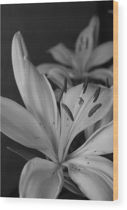 Flower Wood Print featuring the photograph Black and White Lilies 2 by Amy Fose