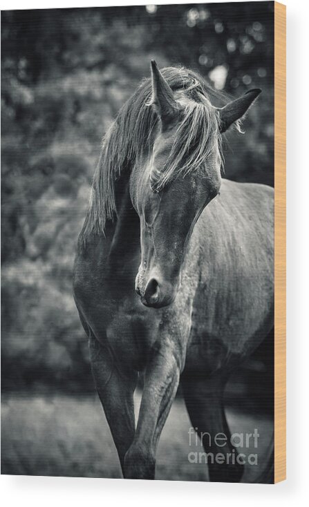 Horse Wood Print featuring the photograph Black and white portrait of horse by Dimitar Hristov