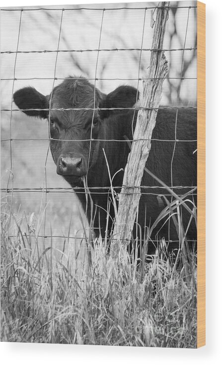 Black Angus Calf Wood Print featuring the photograph Black Angus Calf by Imagery by Charly