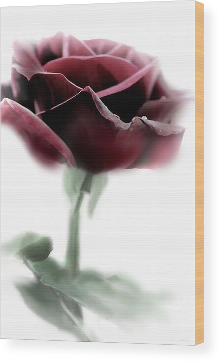 Rose Wood Print featuring the photograph Black Beauty Red Rose Flower by Jennie Marie Schell