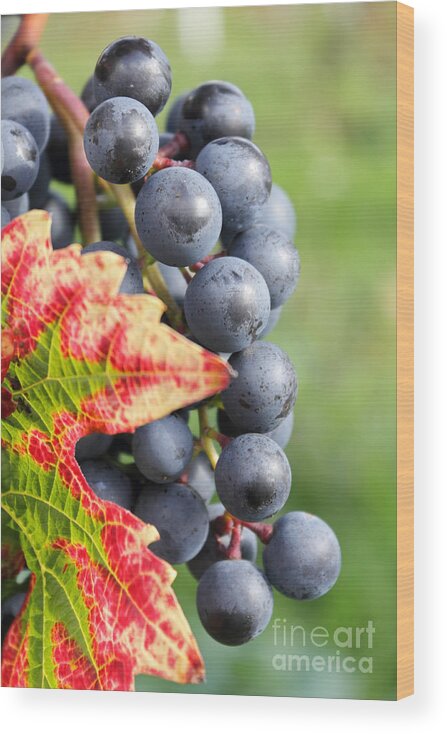 Black Grapes On The Vine Grape Grapevine Leaf Red Detail Close Up Vineyard Wood Print featuring the photograph Black Grapes on the Vine by Julia Gavin