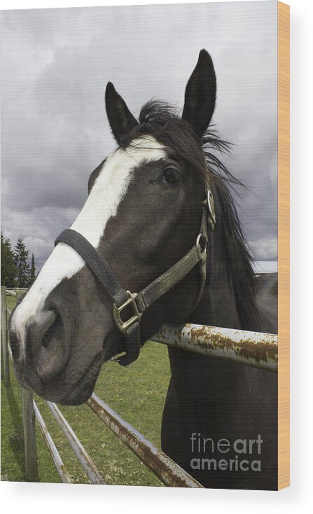 Black Horse With White Muzzle Wood Print featuring the photograph Black horse by Donna L Munro