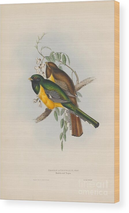 Trogon Atricollis Wood Print featuring the painting Black-throated Trogon by Celestial Images