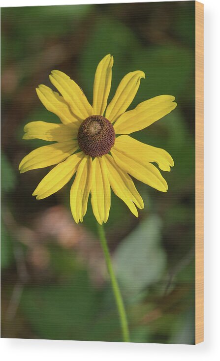 Blackeyed Susan Wood Print featuring the photograph Blackeyed Susan by Paul Rebmann