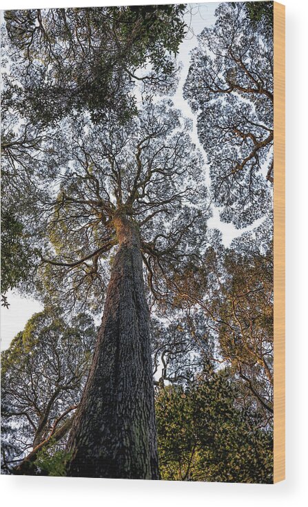 Black Wood Tree Wood Print featuring the photograph Blackwood Fractals by Anthony Davey