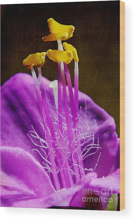 Purple Heart Flower Wood Print featuring the photograph Blooming Purple Heart by Michael Eingle