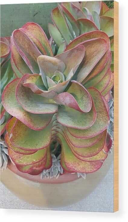Succulent Wood Print featuring the photograph Blooming Succulent by Ian Kowalski