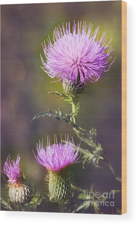 Nature Wood Print featuring the photograph Blooming Thistle by Sharon McConnell