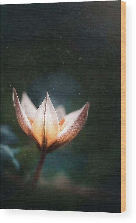 Flower Wood Print featuring the photograph Blossoming Light by Scott Norris