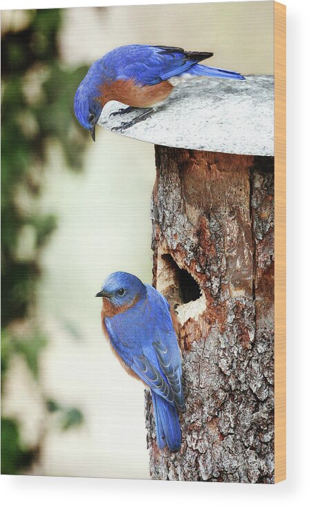 Blue Birds Wood Print featuring the photograph Blue Birds Are Moving In by Steven Llorca